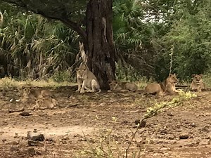 In the heartland of Kenya, where George and Joy Adamson raised Elsa the lioness and successfully returned her to the wild, Elsa’s legacy lives on, wild and free. #WorldLionDay #ElsaTheLioness 🦁 Support Born Free's work protecting lions in the wild. Please visit: http://bit.ly/WorldLionDay17 | Born Free Foundation