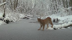 Lynx Ventures Onto Thin Ice, Hears Cracking, Decides To Jump Across Instead