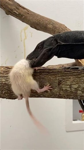 Live prey for enrichment. Reptiles need to tap into their predator instincts from time to time