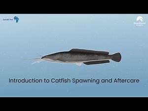 Introduction to Catfish Spawning and Aftercare