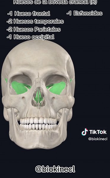 Anatomía de la Bóveda Craneal y Sus Huesos