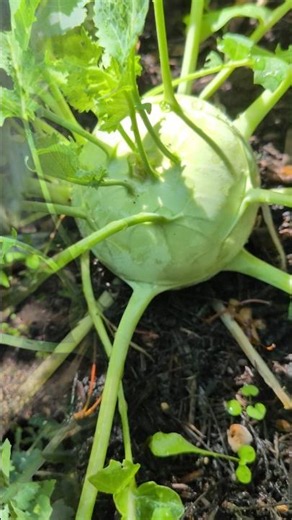 Kohlrabi Seedling to Harvest 🥬 How It Grew!” #Shorts