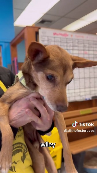 Sweet Seniors Available for Adoption at Muttville Senior Dog Rescue