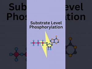 ATP is Made Before Reaching The Mitochondria | Substrate Level Phosphorylation