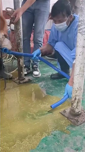 Farmer Relieves Bloat and Administers Medication for Fever 👀