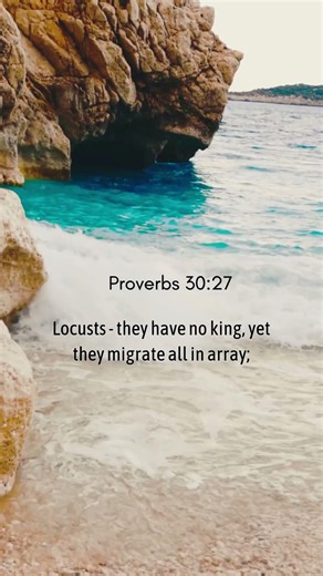 Locusts - they have no king, yet they migrate all in array; #bible