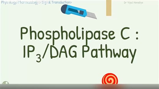 生物动画细胞生物学-磷脂酶C-IP3DAG途径_Gq蛋白途径