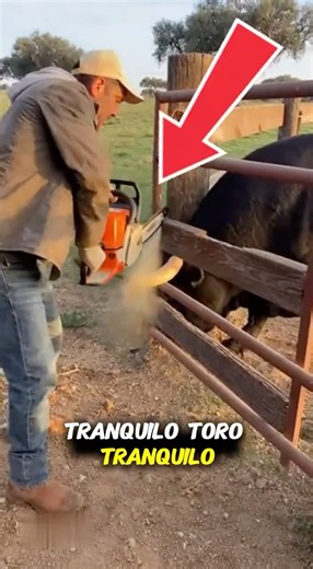 INCREDIBLE! THE BULL BREAKS FREE AND CHARGES INSTANTLY 🐂⚠️ #shorts #bulls