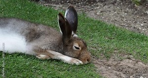 Mountain hare, Lepus timidus, also known as the white hare with brown hair in summer