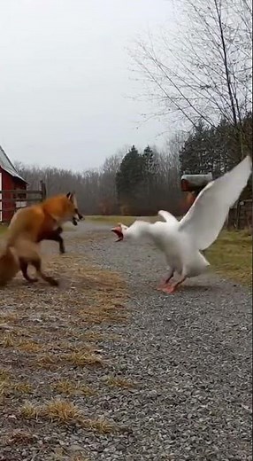 Goose ambushes creeping fox: driveway erupts in dust-blast chaos 🦊💥
