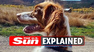 Meet Dexter the dog who can walk like a human after horror injury