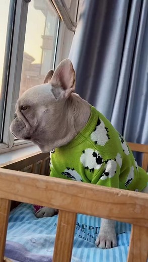 French Bulldog Singing - Cute Pet Passion