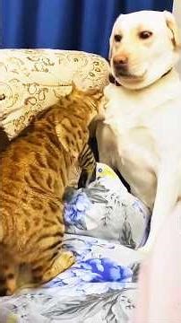 Wer gewinnt? 🐱 vs 🐶#katze #hund #lustig #haustiere #tiervideo