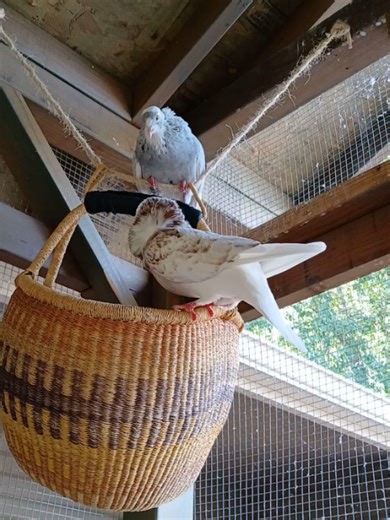 Cynthia Harris on Reels