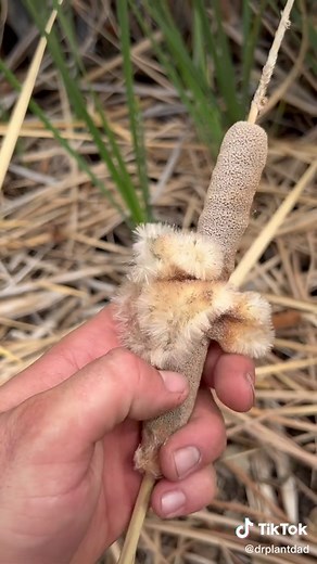 Unique Corndog-Like Plants in Nature