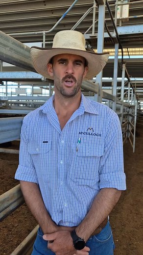 Tamworth Livestock Agents on Reels