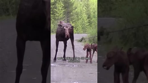Hiker encounters a huge moose—what you should know