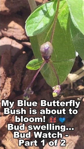 Blue Butterfly Bush About to Bloom! 🦋 (Clerodendrum - Bud Watch Part 1)