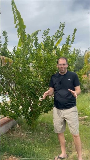 Experience Year Round Abundance With our Mexican Key Lime Tree! #growyourownfood