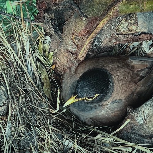 72K views · 4.4K reactions | Myna feeding babies sound || Myna bird sitting on the babie | Review Bird Nest | Facebook