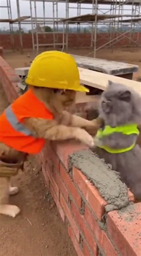 Mini-builders 😂😂 #shorts #kittens