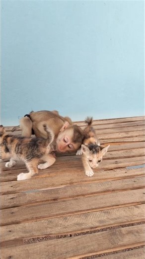 Best Video Animals And Funny Around The World #shorts