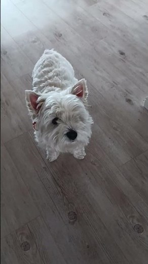🐶 West Highland Terrier Tries to Talk | Cutest Talking Westie Ever! 🐾✨ #doglife #shorts #talkingdog