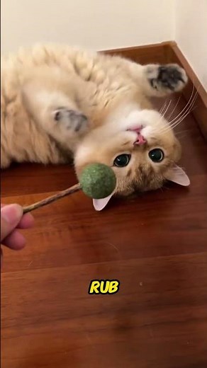 Why Cats Love Catnip – How This Plant Affects the Feline Brain