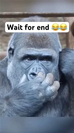 try not to laugh challenge #trynottolaugh #reactionvideo #reaction #memes #funny #meme #xxx movie