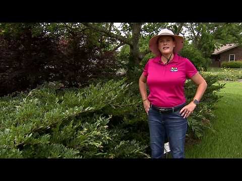 Distylium shrub has unique swirling growth