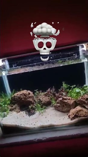1.5 Feet Planted Aquarium Setup|| #shorts #viral #aquarium #plantedtank