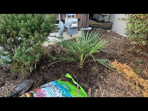 Planting My Mediterranean Fan Palm