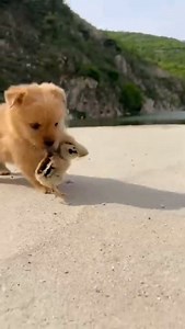 Funny Animal Videos - Awesome Funny Pet Animals | Cute Animals | Super Funny Dog Videos