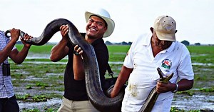 Quels sont les serpents les plus grands du monde ?