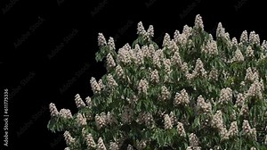 Blooming chestnut tree alpha channel with transparent background to overlay other images when set