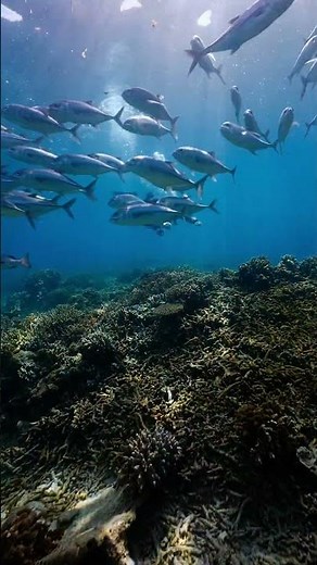 One Dive On #Sipadan with Uncle Chang #scubadiving #underwater