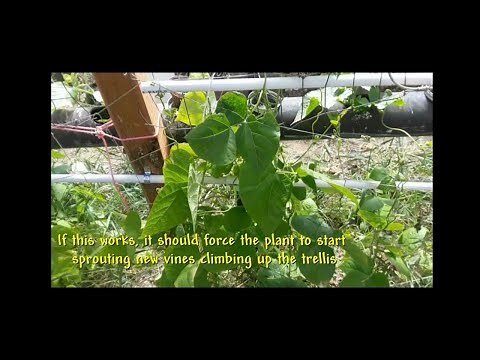 Trimming Pole Beans to increase production