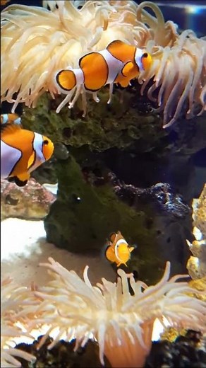 イソギンチャクと陽気なクマノミ Sea Anemone and Cheerful Clownfish