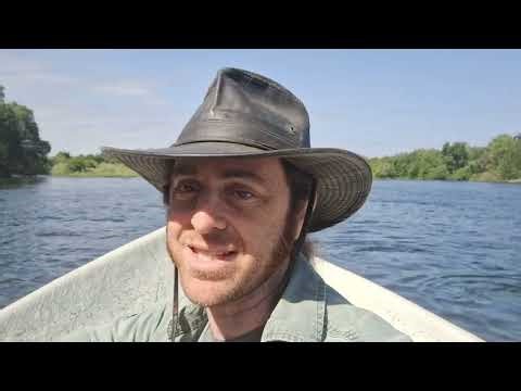 American Shad: Fly Fishing and Natural History
