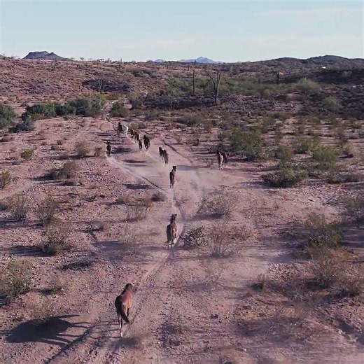 Wild Horses Thunder Across the Arizona Desert | Stunning 1-Minute Wildlife Film