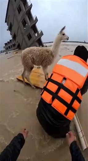The Man Who Saved An Alpaca