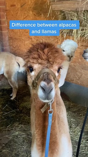 Alpaca vs Llama #alpaca #alpacas #alpaka #alpakas #animales #cuteanimals #animalstok #animalsdoingthings #llama #lama #fy #fyp #fluffy