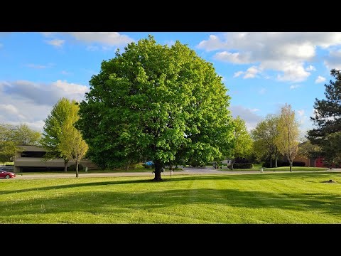 Tree photography in the spring ~ pretty nature scenes