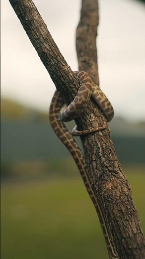 Stimson Python - subscribe for more #reptile