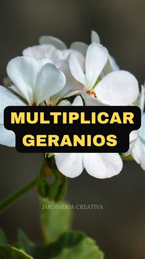 jardineriacreativa11 | Reproducir geranios es más fácil de lo que parece 🌸🌿 Con esquejes sanos puedes multiplicarlos sin gastar dinero 🪴 El secreto está en el... | Instagram
