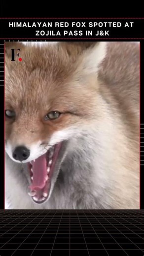 #FirstpostNews: Rare Himalayan Red Fox Spotted at Zojila Pass in J&K | N18G