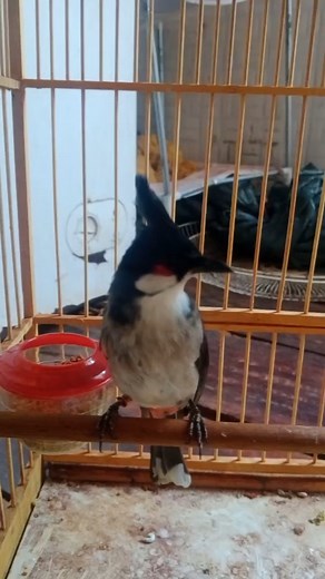 My charming [Sooty-headed/Brown-cheeked] bulbul.#foryoupagereels #foryoupageシforyou #forher #forsale #forrent #cooking #cook #cookies #cooking #cookingathome #cookingwithlove #funny #funnymemes #funnyvideos #funnymoments #funnycat #foodie #food #foodie #food52 | Road to 1M