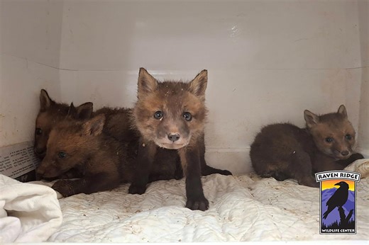 Firefighters rescue baby foxes from drain pipe in Windsor Township