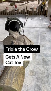 I can’t decide if crows are cats with wings or dogs with wings 😂 using new toys and puzzles is the best way to keep this intelligent species mentally stimulated and happy! #enrichment #catenrichment #animals #animalsofinstagram #funnyvideos #funnyanimals #crows #crowsofinstagram #animalenrichment | Dark Wings Wildlife & Education