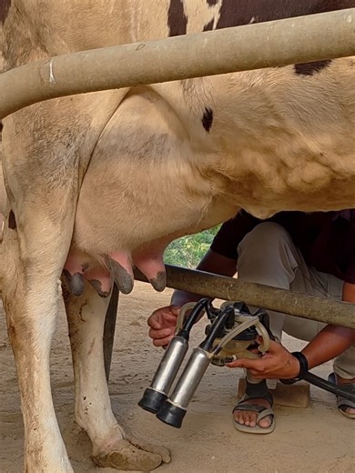 Fast Cow Milking Machine Setup ASMR: Step-by-Step Guide